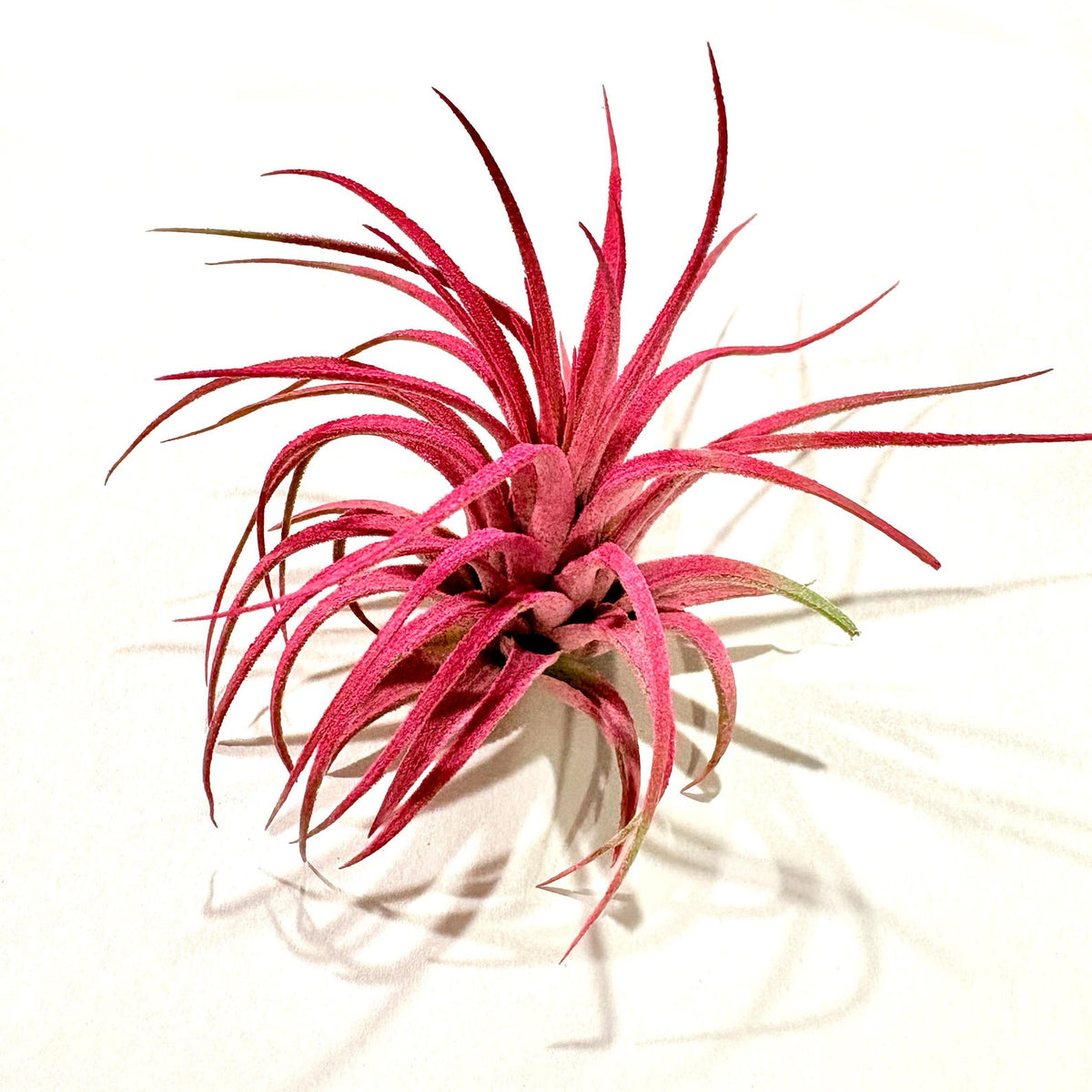 Air Plant Ionantha Pink 2"-3"