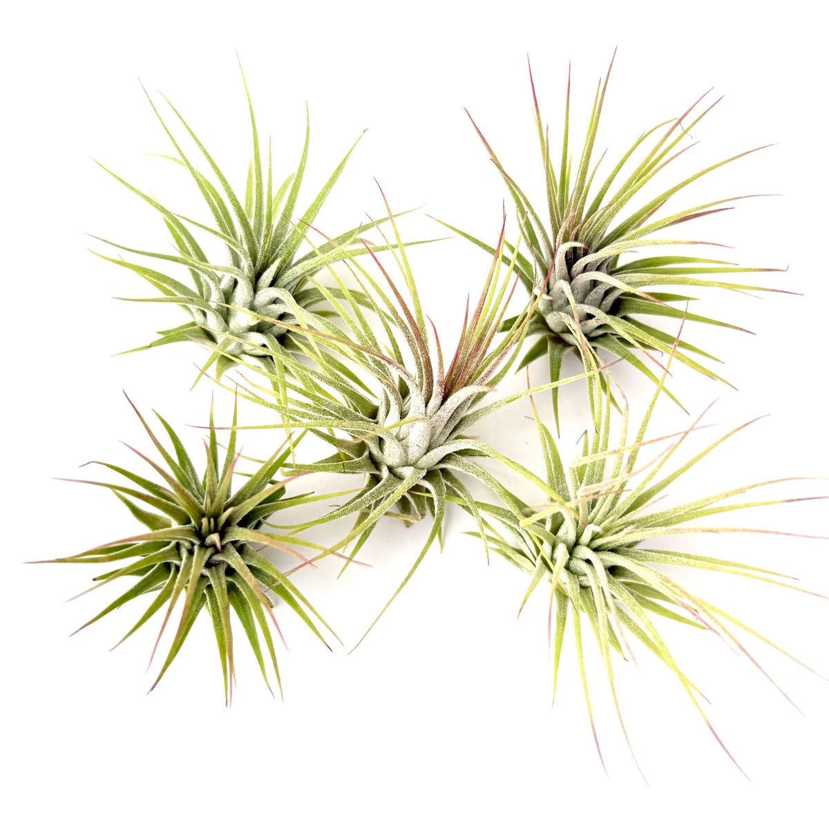 Air Plant Ionantha 5PK 2"-3"