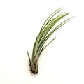 Air Plant Juncea 4"-6"