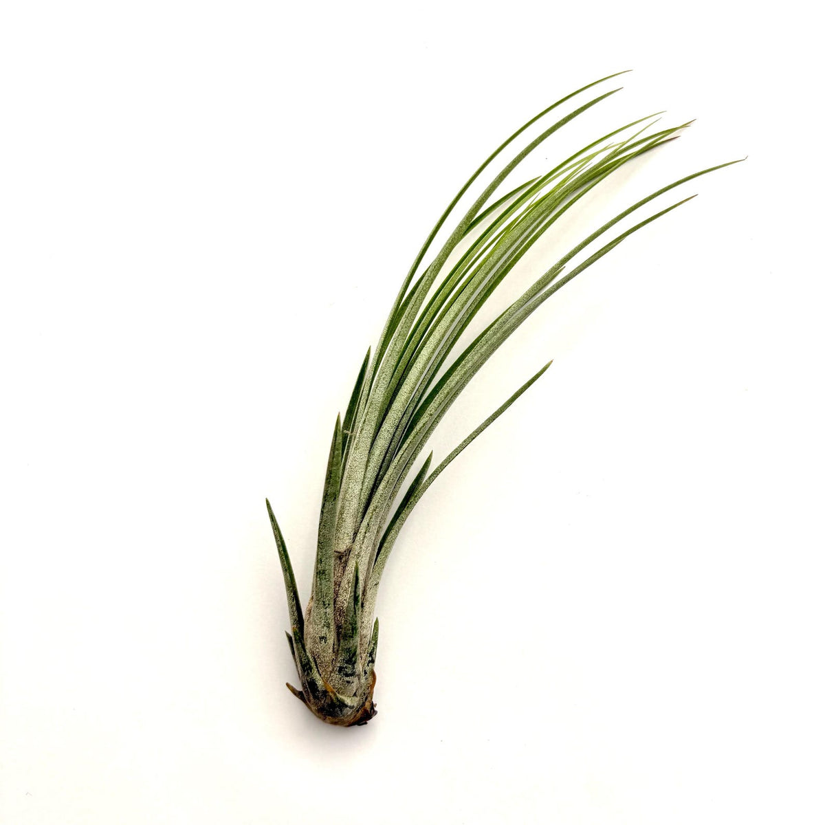 Air Plant Juncea 4"-6"
