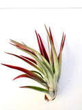 Air Plant Velutina Red 3"-4"
