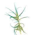 Air Plant Tilly Turquoise 5"-6"
