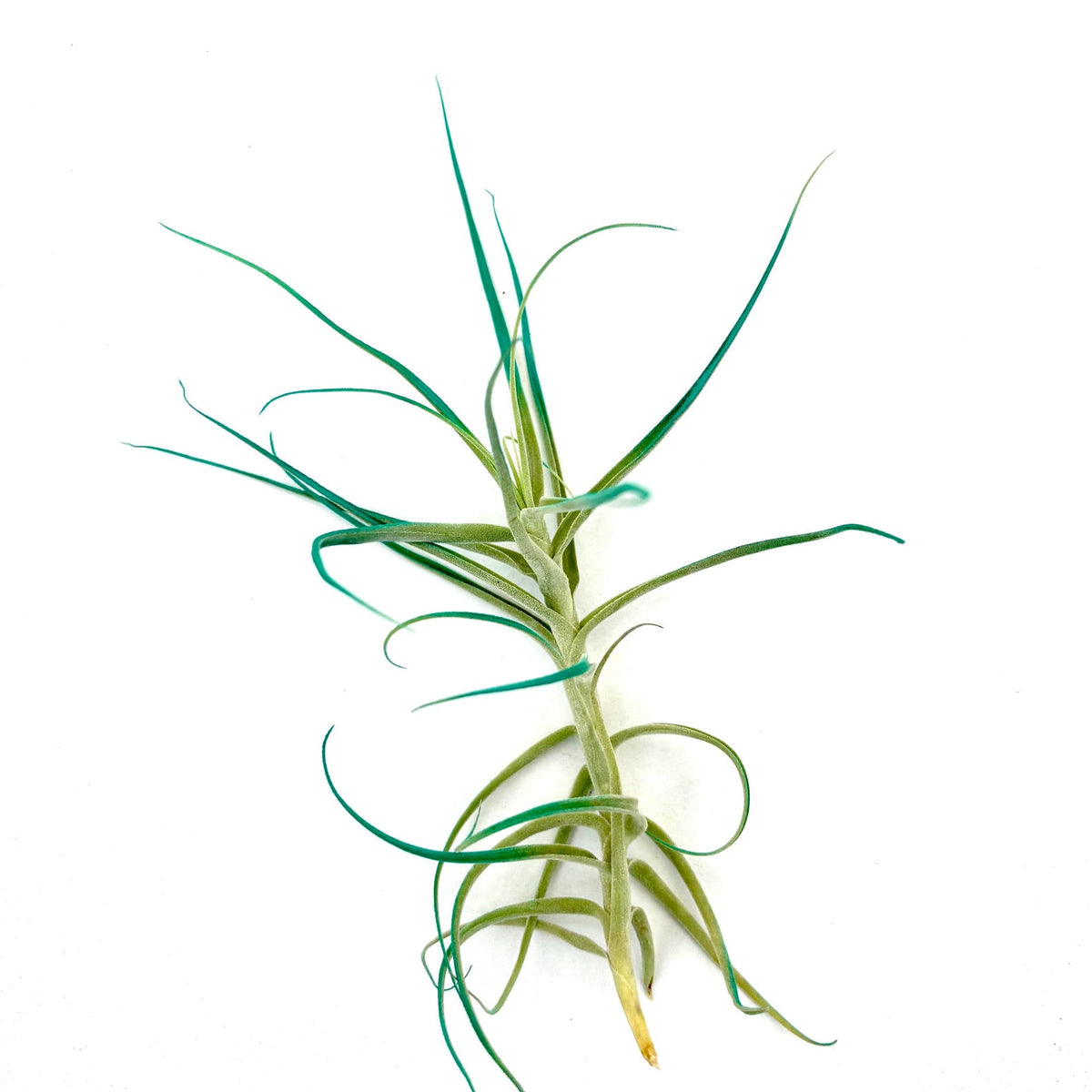 Air Plant Tilly Turquoise 5"-6"