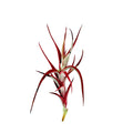 Air Plant Albida Red 2"-3"