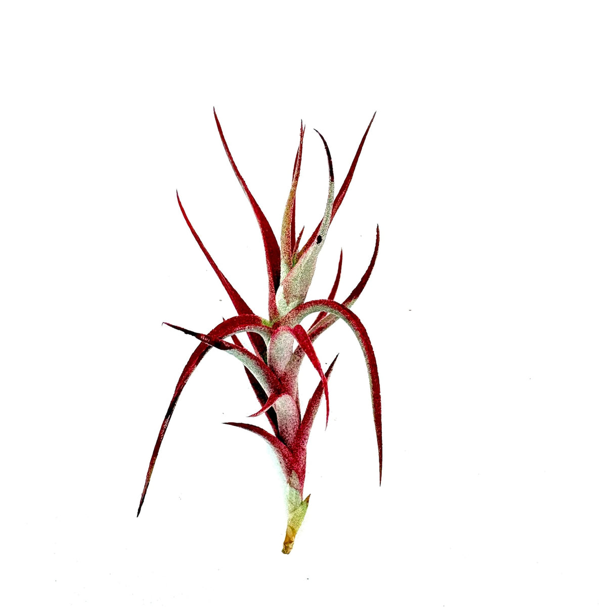Air Plant Albida Red 2"-3"