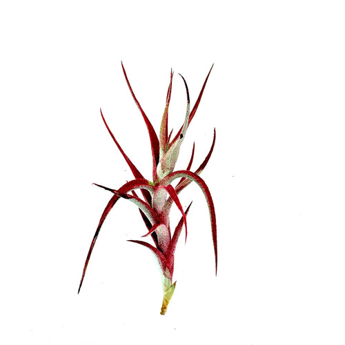 Air Plant Albida Red 2"-3"