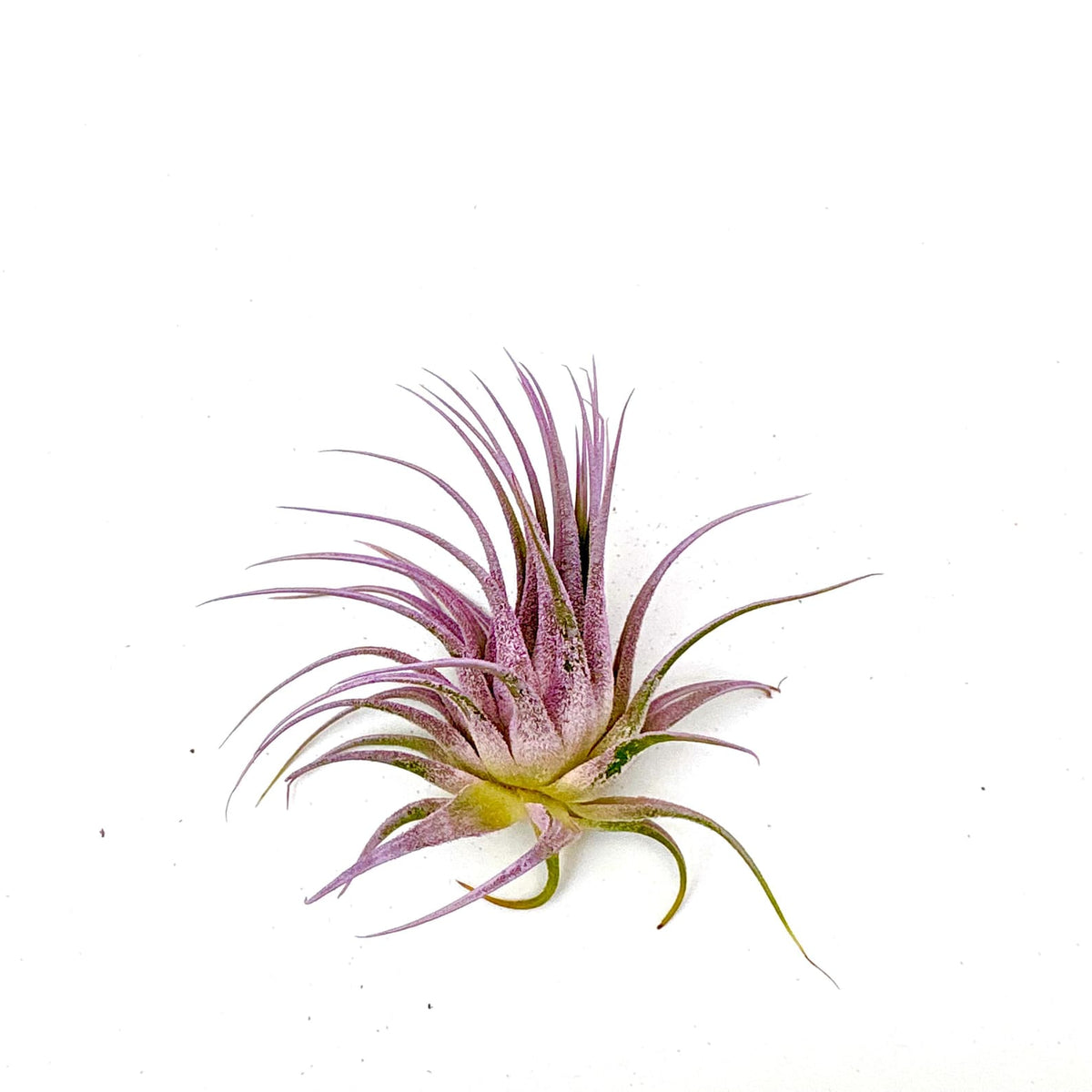 Air Plant Ionantha Lilac 2"-3"