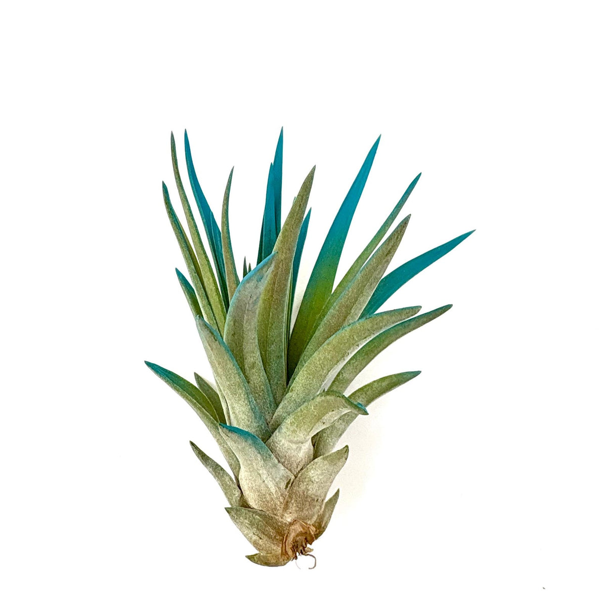 Air Plant Velutina Turquoise 3"-4"