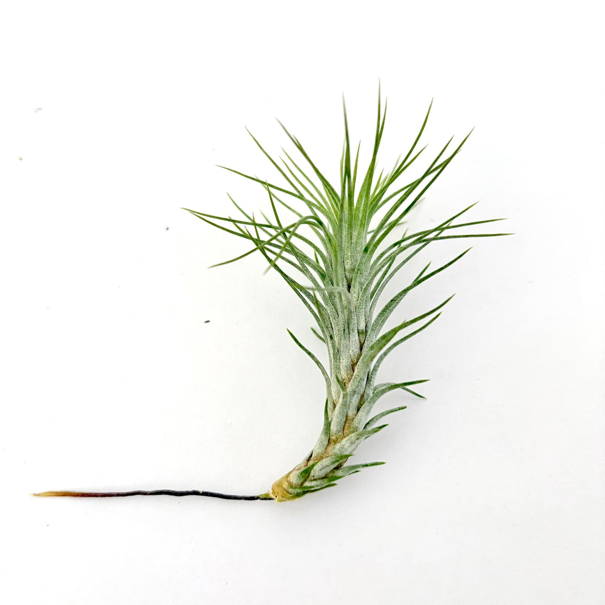 Air Plant Funckiana 3"-4"