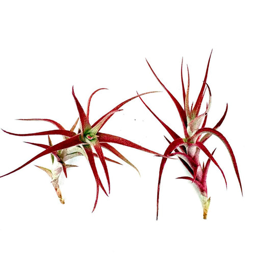 Air Plant Albida Red 2PK 2"-3"