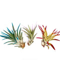 Air Plant Bundle Velutina Colors 3PK 3"-4"