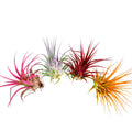 Air Plant Bundle Ionantha Colors 4PK 2"-3"