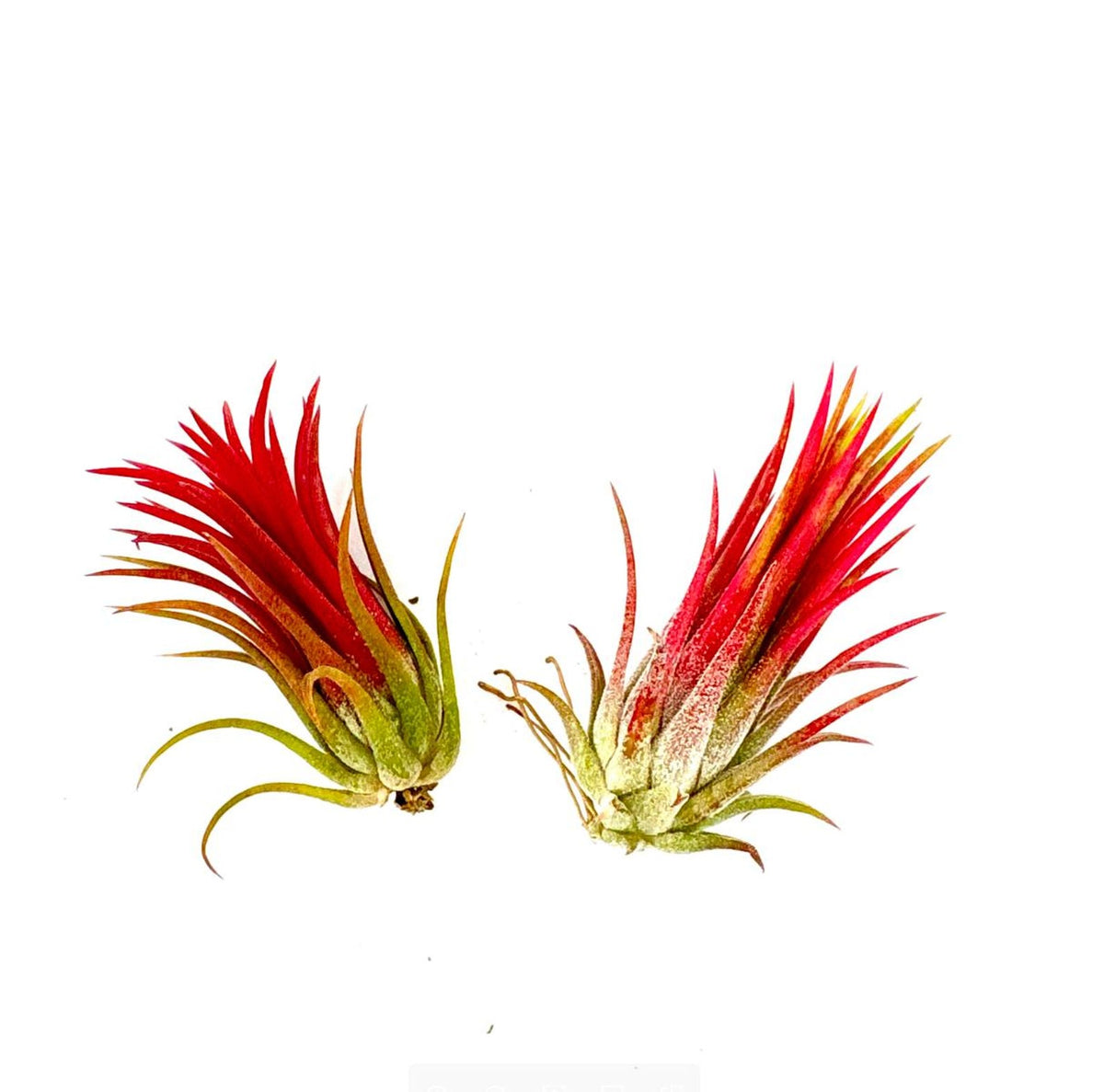 Air Plant Ionantha Fuego 2PK 2"-3"