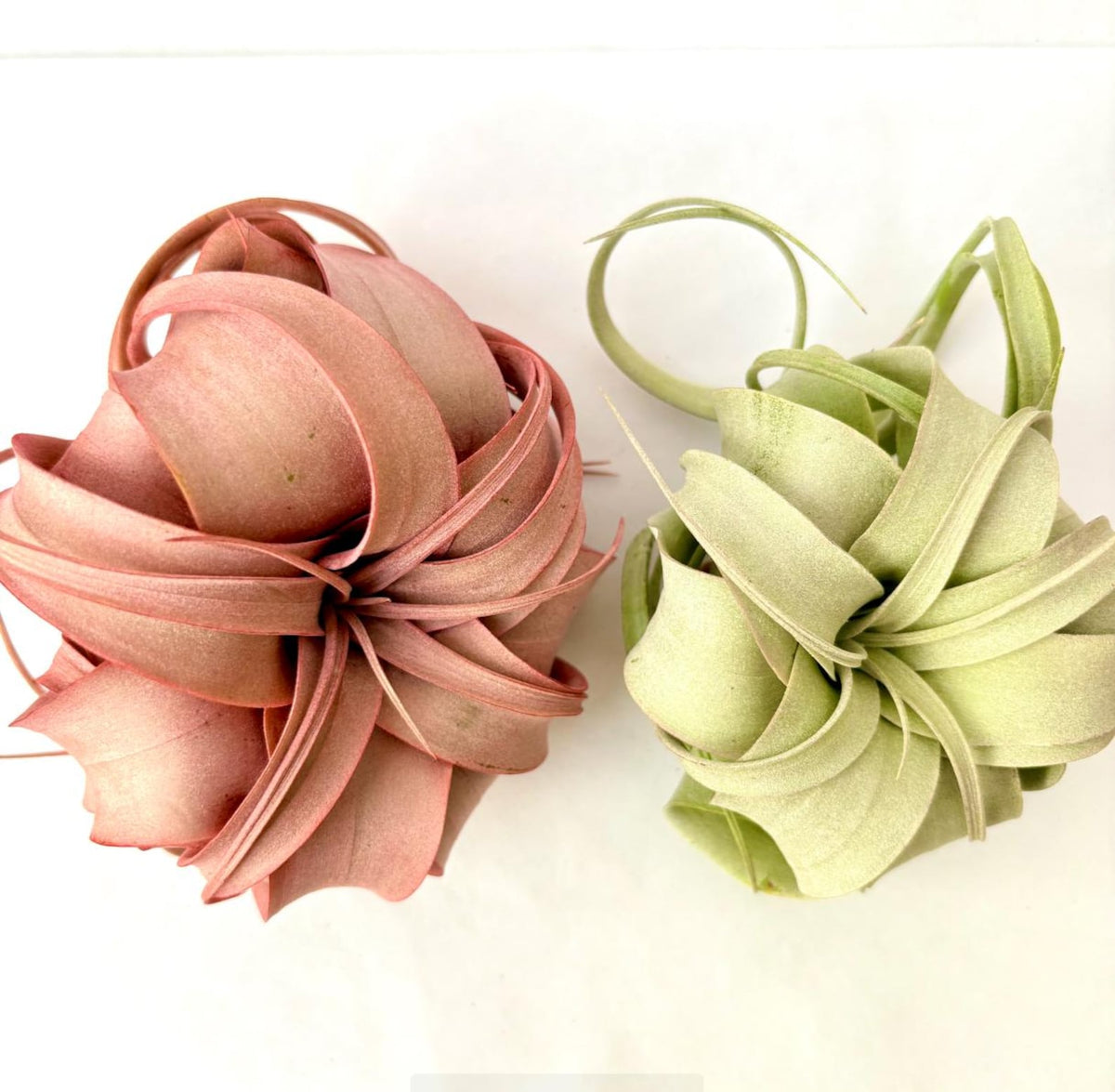 Air Plant Xerographica Red & Green 2PK 4"-6"