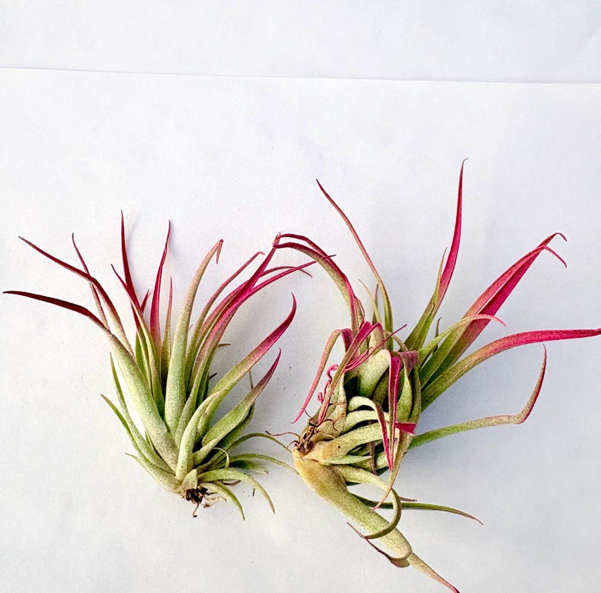 Air Plant Capitata Pink 2PK 3"-4"