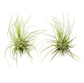 Air Plant Futcsii 2PK 2"-3"