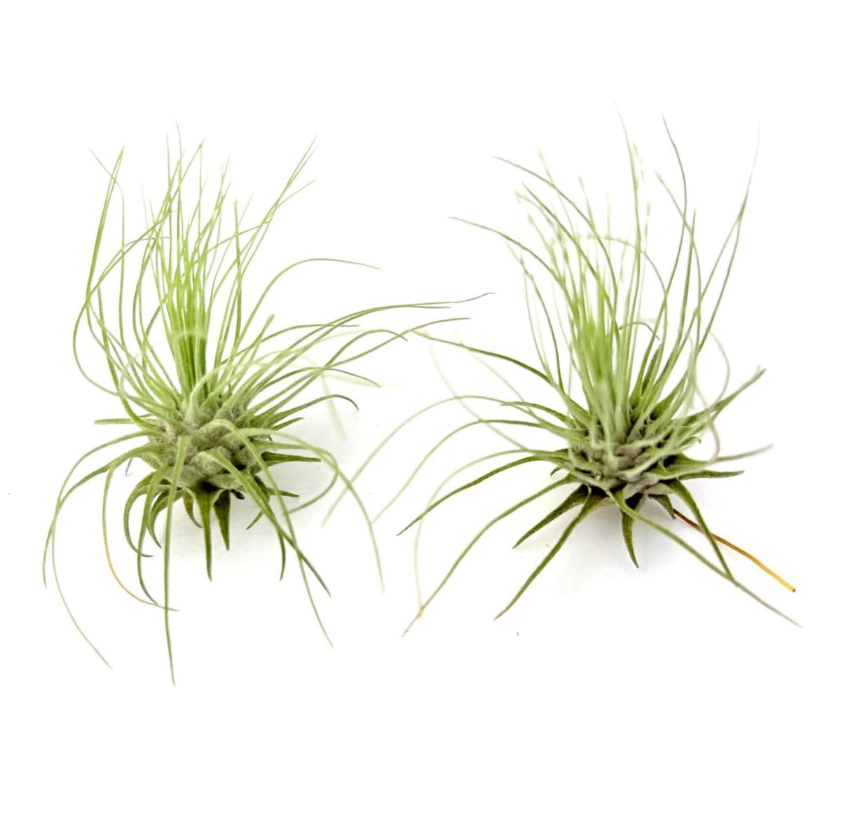 Air Plant Futcsii 2PK 2"-3"