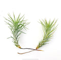 Air Plant Funckiana 2PK 2"-3"