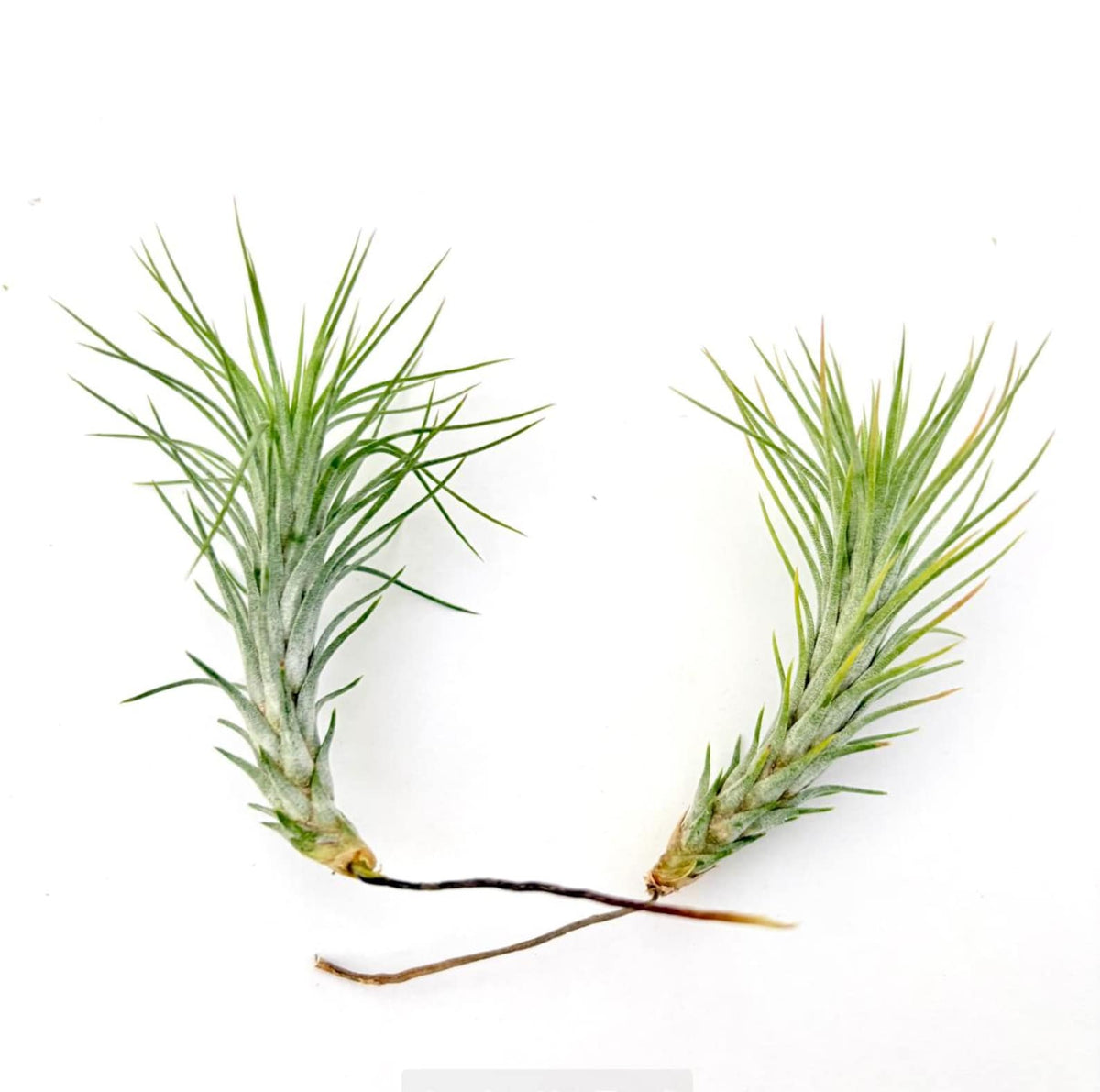 Air Plant Funckiana 2PK 2"-3"