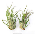 Air Plant Pruinosa 2PK 3"-4"