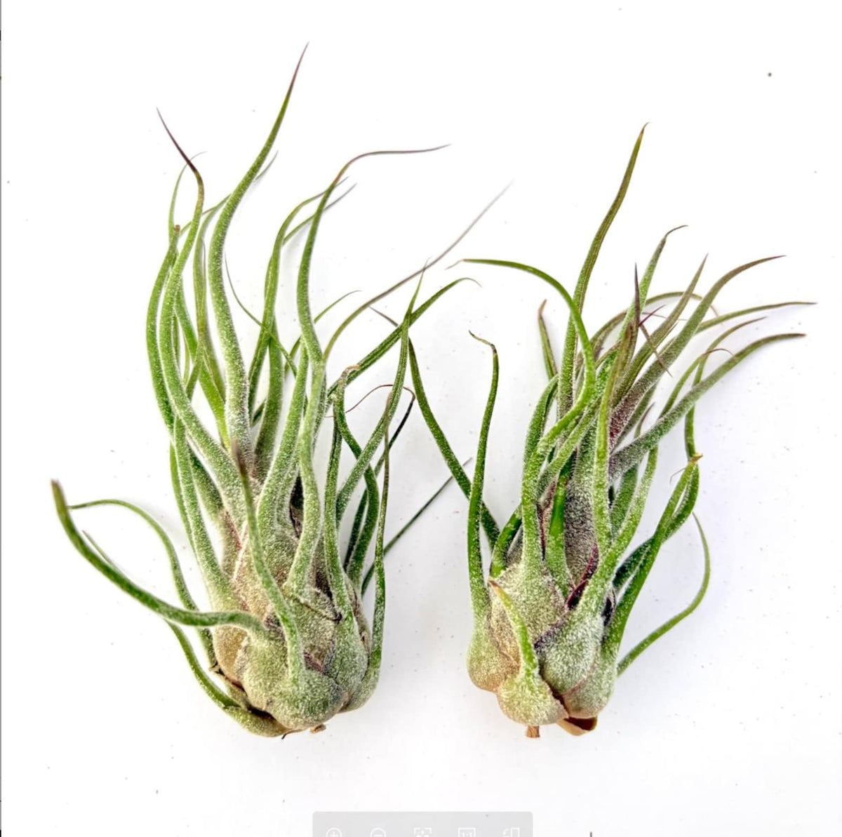 Air Plant Pruinosa 2PK 3"-4"