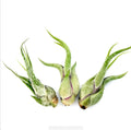 Air Plant Caput Medusae 3PK 3"-4"