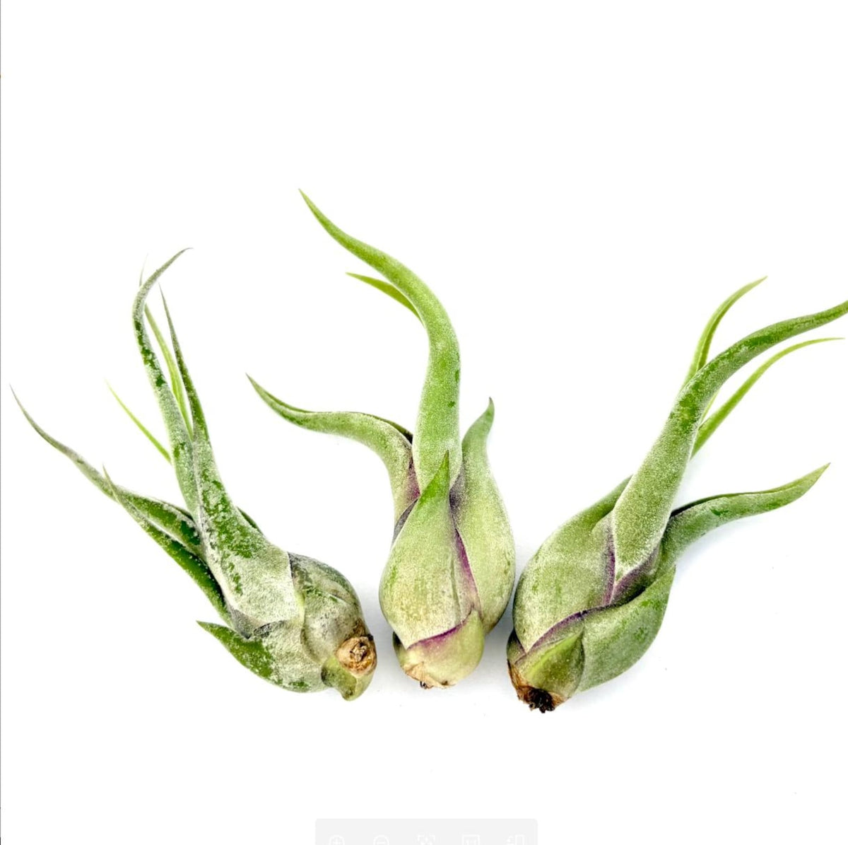 Air Plant Caput Medusae 3PK 3"-4"