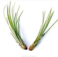 Air Plant Juncea 2PK 4"-6"