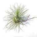 Air Plant Fuchsii 2"-3"