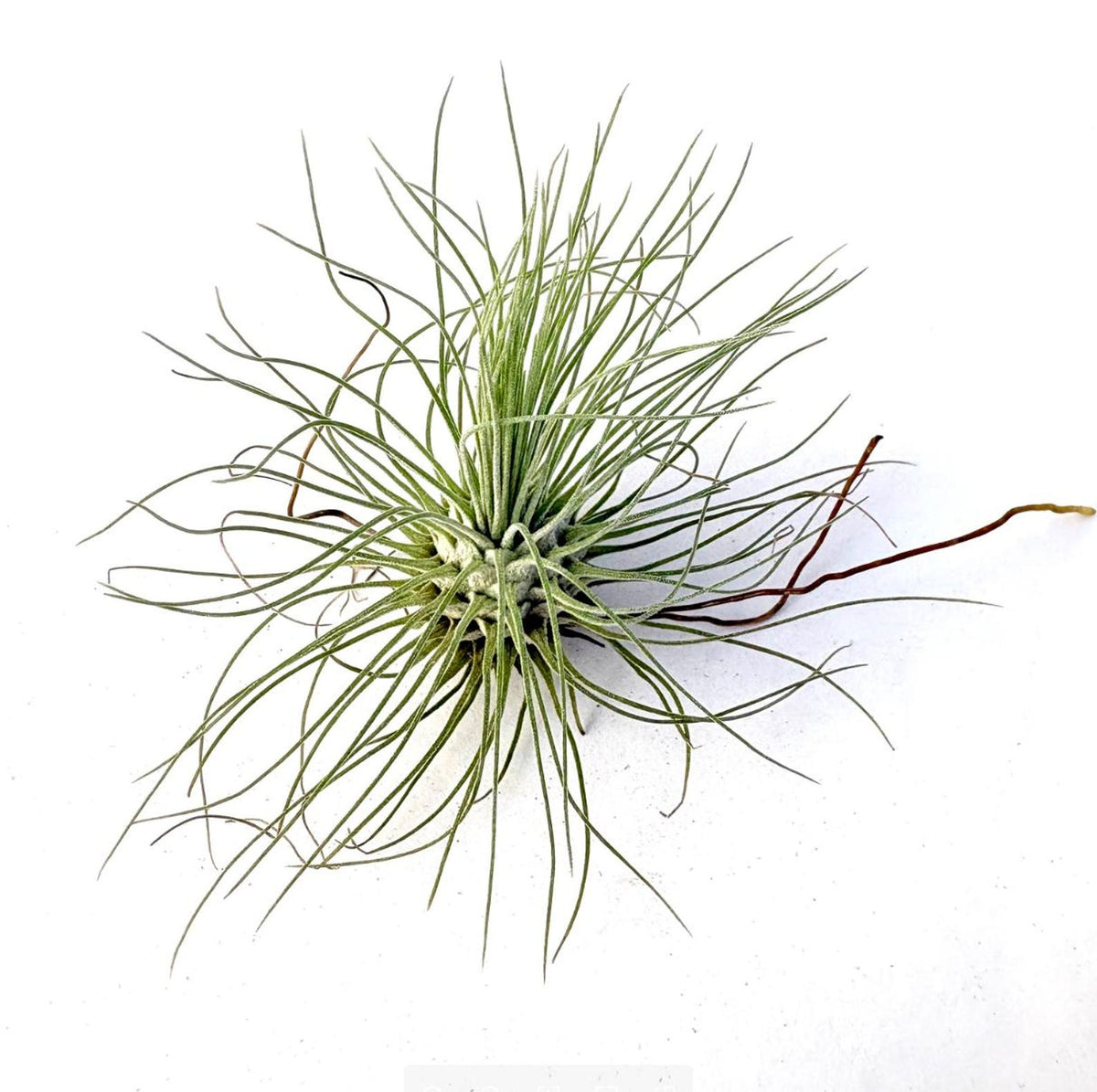 Air Plant Fuchsii 2"-3"