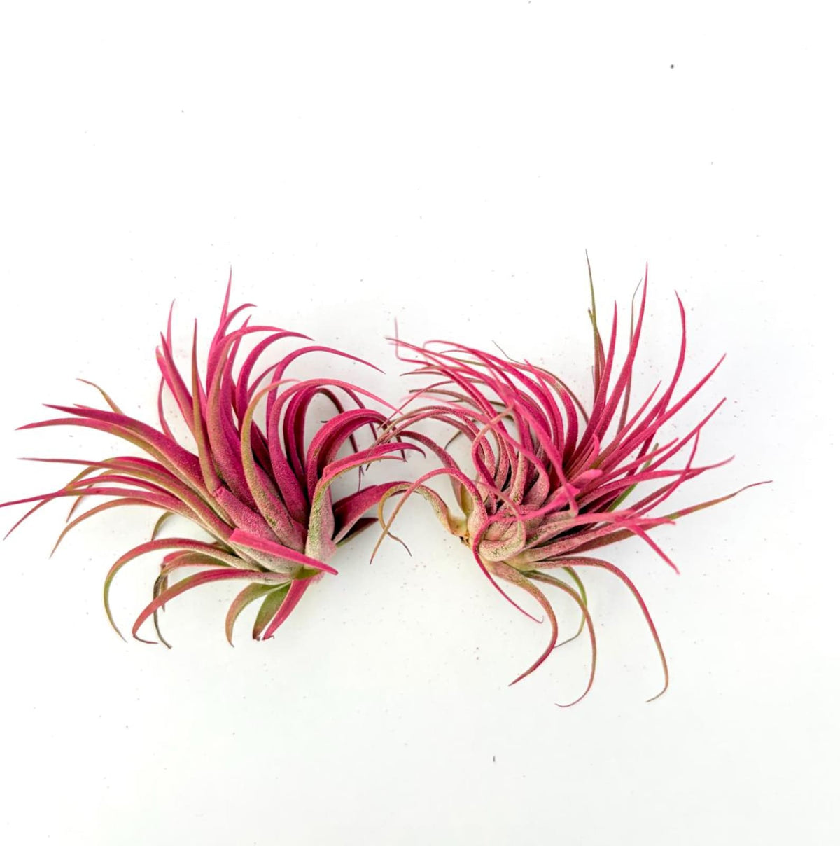 Air Plant Rubra Pink 2PK 2"-3"