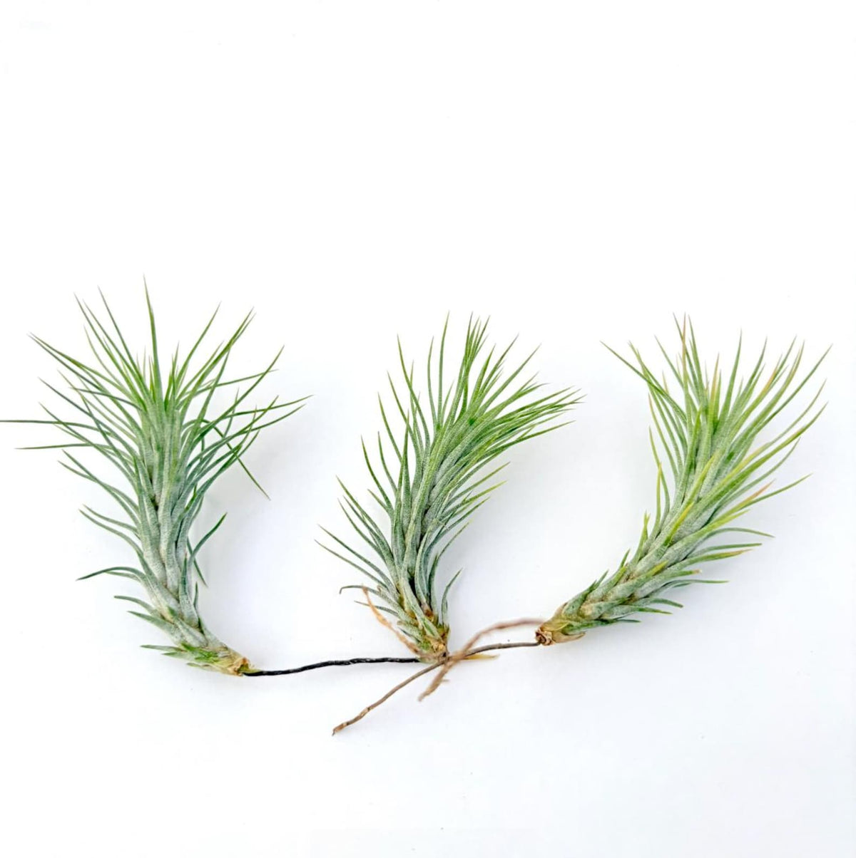 Air Plant Funckiana 3PK 2"-3"