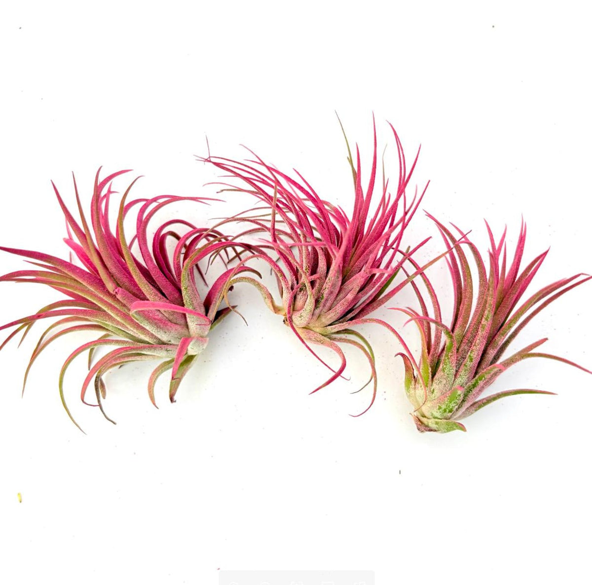 Air Plant Rubra Pink 3PK 2"-3"