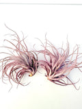 Air Plant Tectorum Pink 2PK 2"-3"