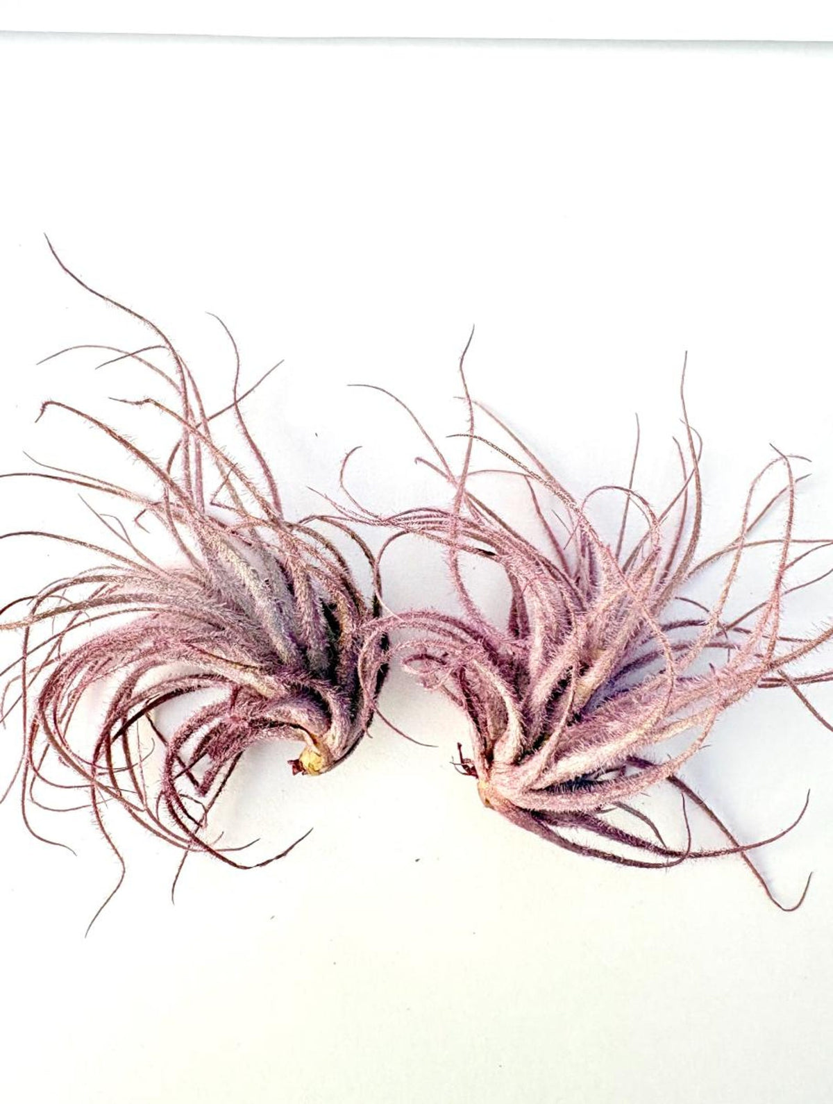 Air Plant Tectorum Pink 2PK 2"-3"