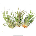 Air Plant Pruinosa 3PK 3"-4"