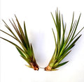 Air Plant Tricolor 2PK 3"-5"