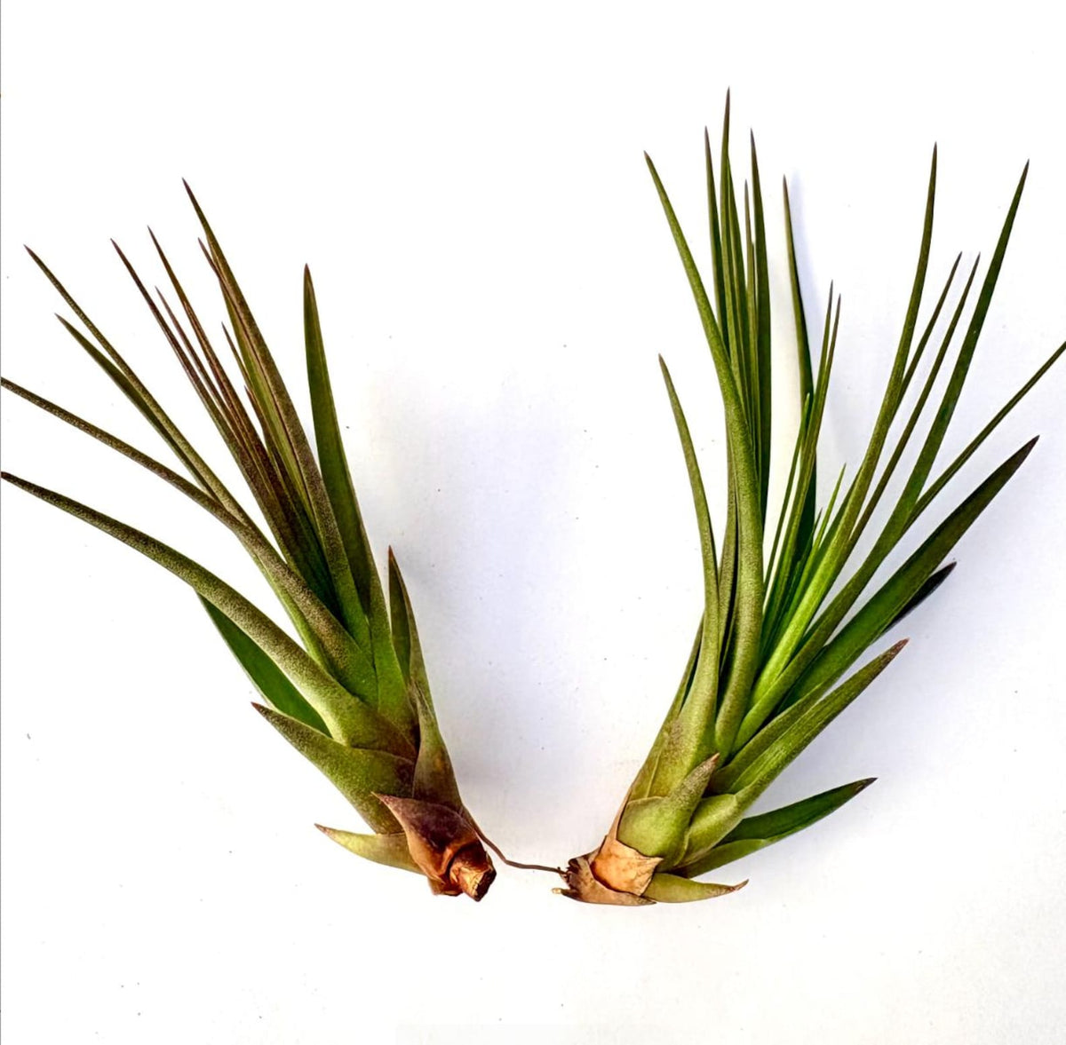 Air Plant Tricolor 2PK 3"-5"