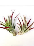 Air Plant Velutina Red 2PK 3"-4"