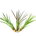Air Plant Tricolor 3PK 3"-5"