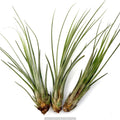 Air Plant Juncea 3PK 4"-6"