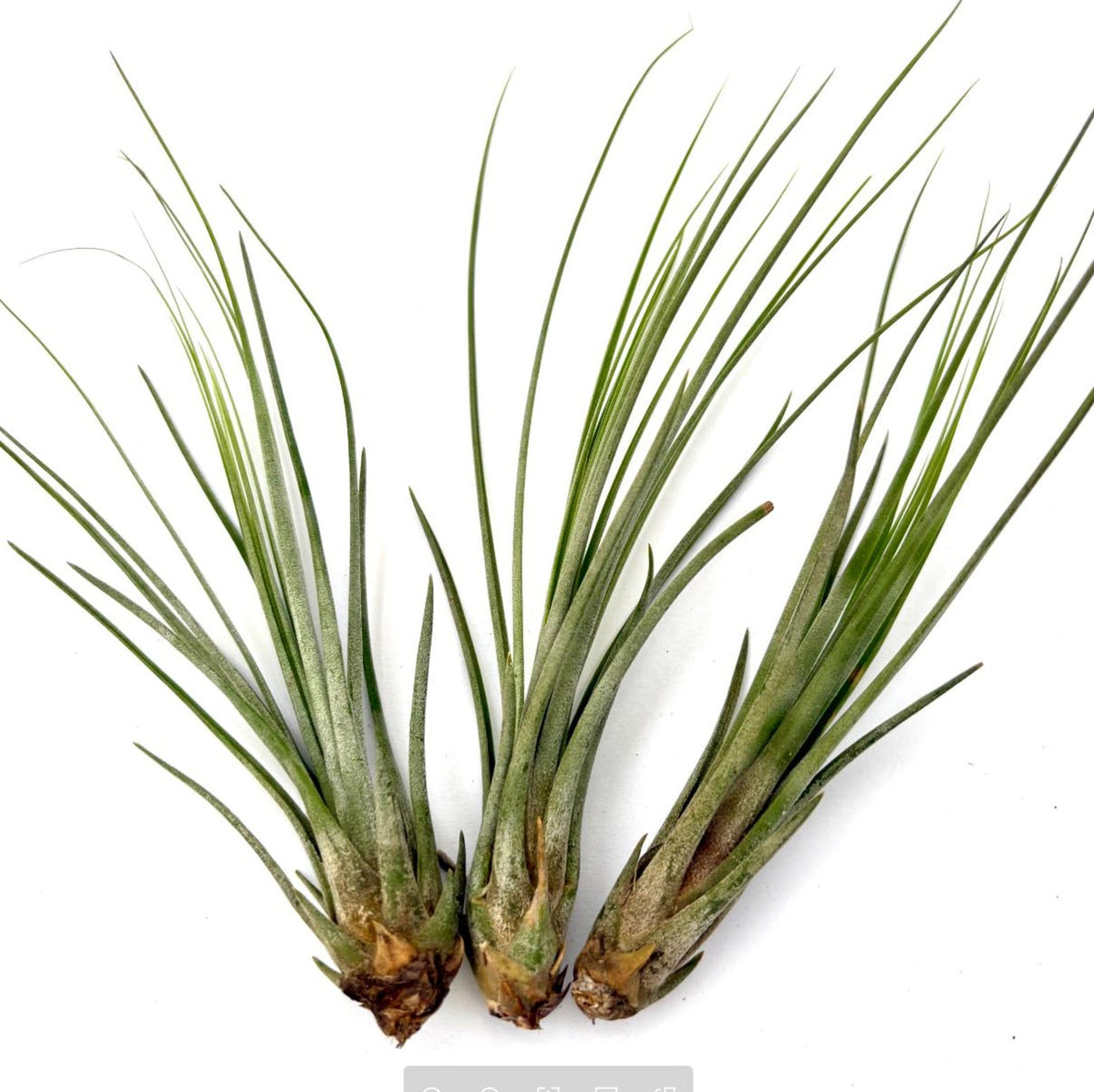 Air Plant Juncea 3PK 4"-6"