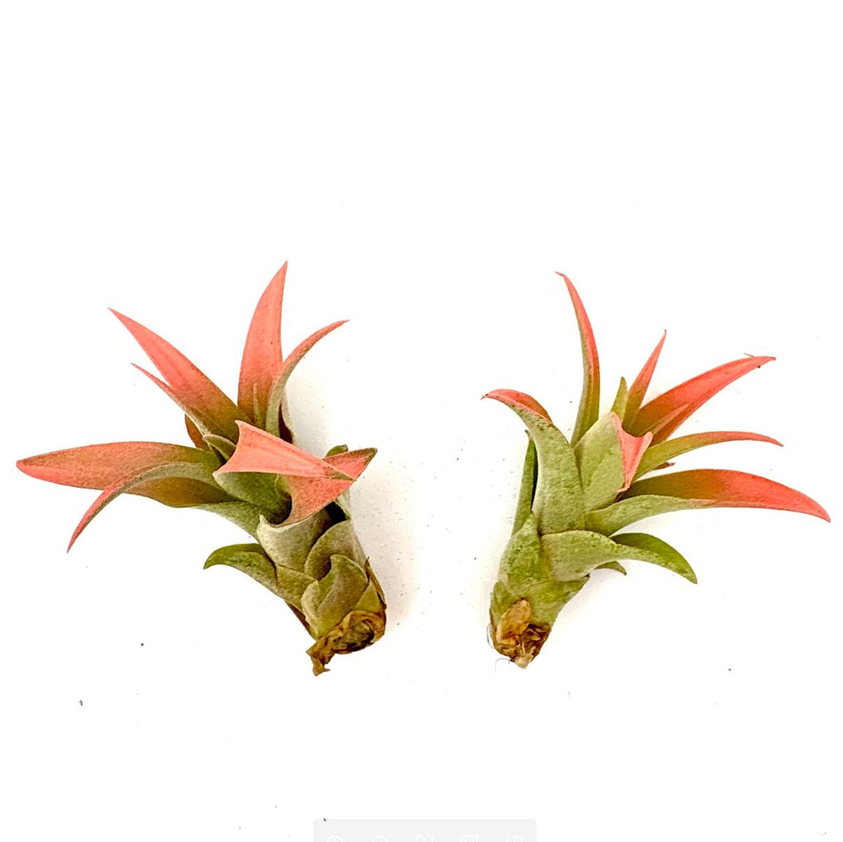 Air Plant Capitata Peach 2PK 3"-4"