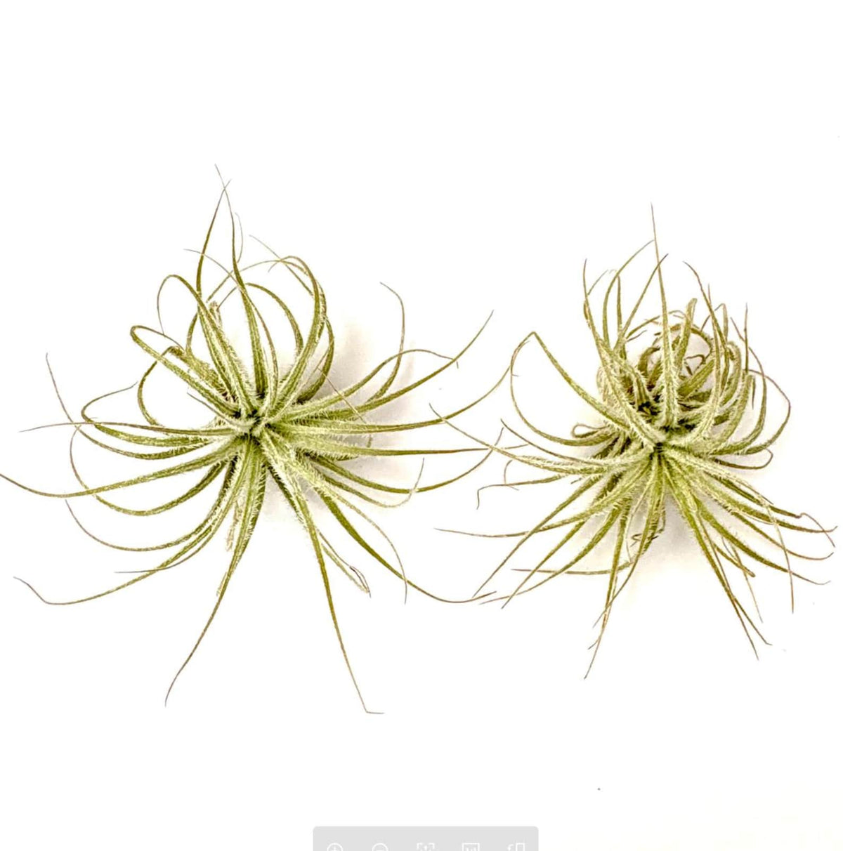 Air Plant Tectorum 2PK 2"-3"