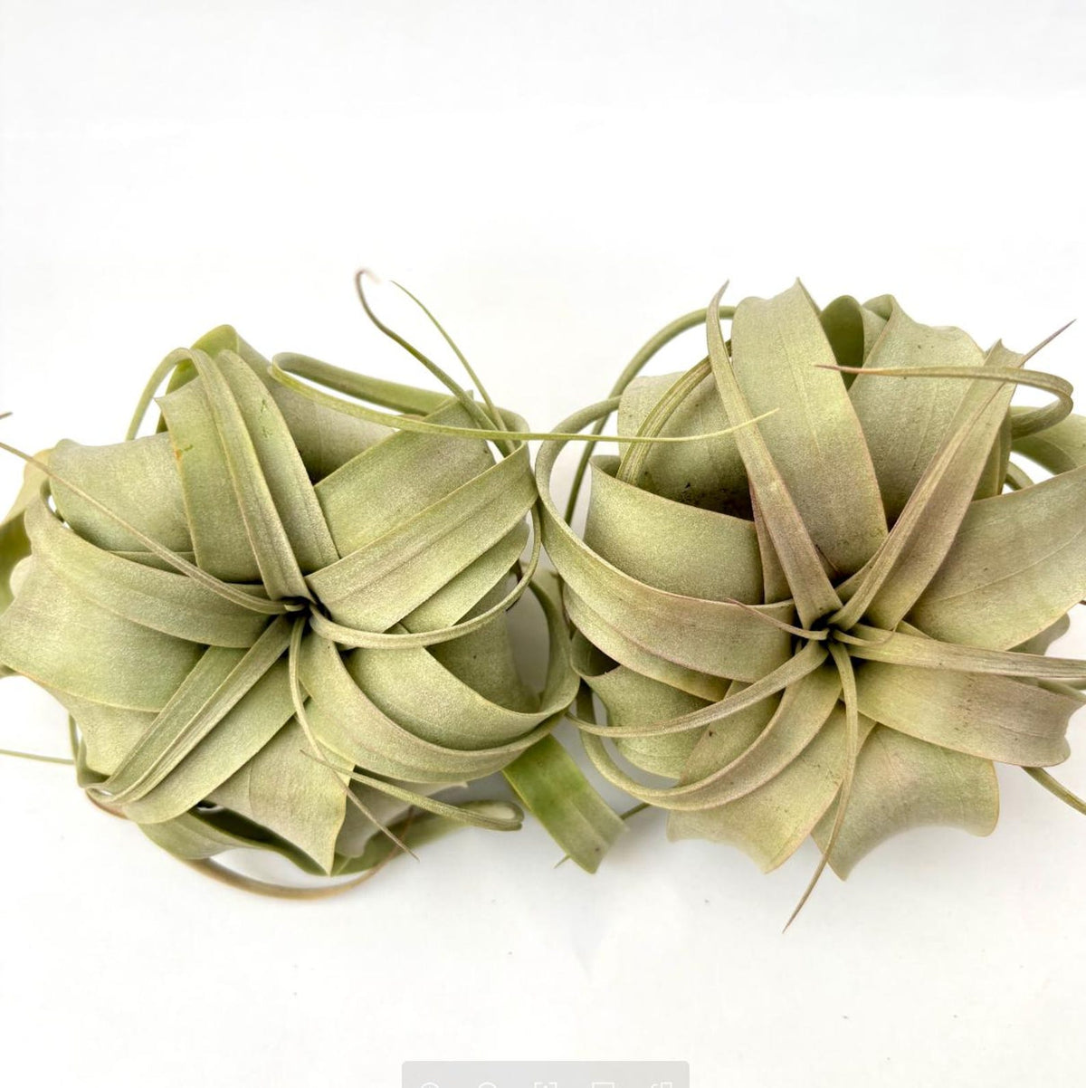 Air Plant Xerographica 2PK 4"-5"