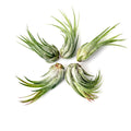 Air Plant Scaposa Kolby 5PK 2"-3"