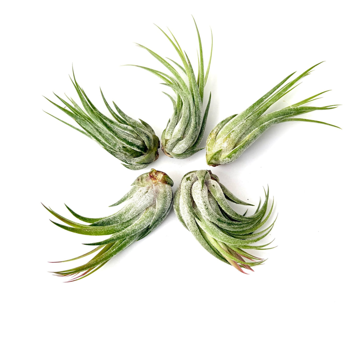 Air Plant Scaposa Kolby 5PK 2"-3"