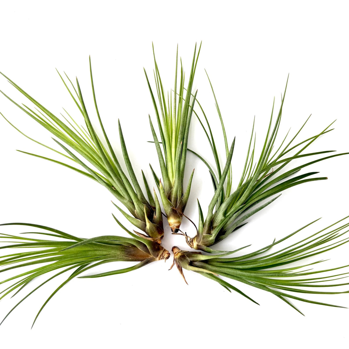 Air Plant Tricolor 5PK 4"-5"
