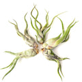 Air Plant Caput Medusae 5PK 3"-4"