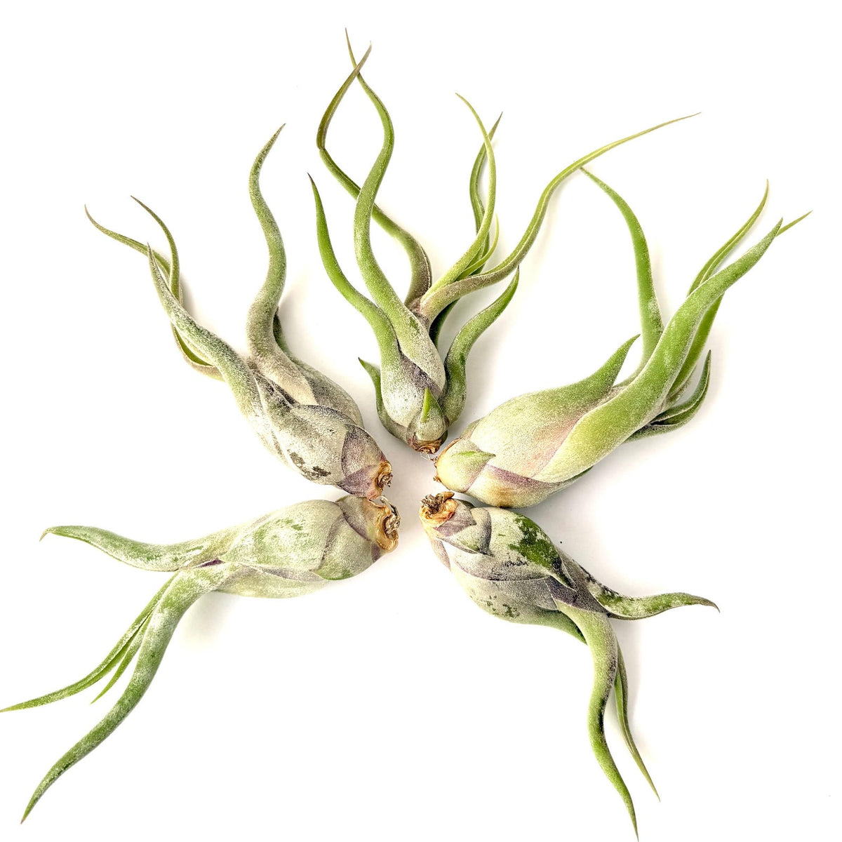 Air Plant Caput Medusae 5PK 3"-4"